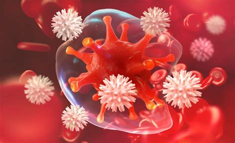 Excès de globules blancs causes et dangers pour lorganisme