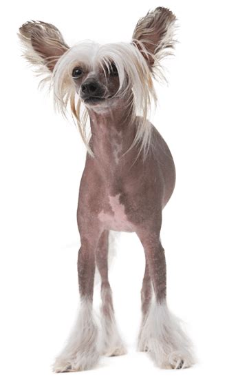 Chinese Crested Training Course On Chinese Crested