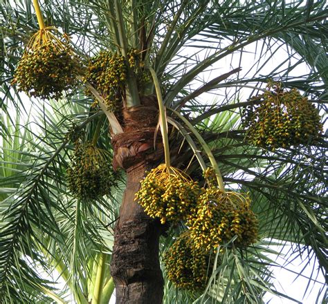 The pejibaye palm is a native costa rican palm. File:Fruit of the date palm tree by Balaram Mahalder.jpg ...