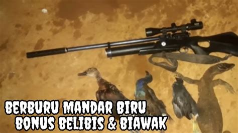 Berpetualang Nyari Mandar Biru Malah Dapat Biawak Youtube