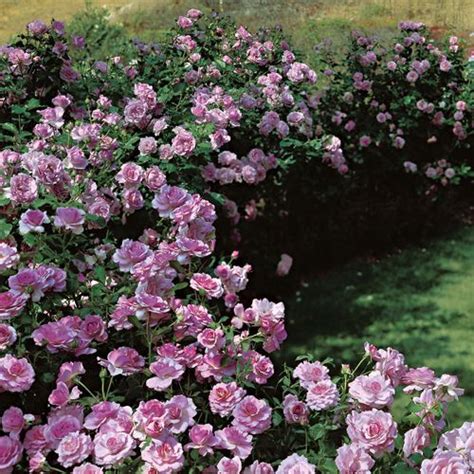 Starting with the classic hardy flowering shrubs, zone 5 gardeners can choose from many varieties of hydrangea, viburnum, lilac, spirea, rhododendron, azalea, dogwood, ninebark, and roses. Fragrant Lavender Simplicity® Hedge Rose | Rose hedge ...
