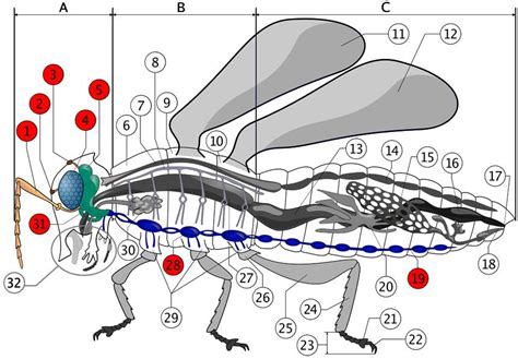 Anatomía De Los órganos Y Estructuras Internas De Los Insectos