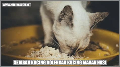 Bolehkah Kucing Makan Nasi Kucing Lucu Net
