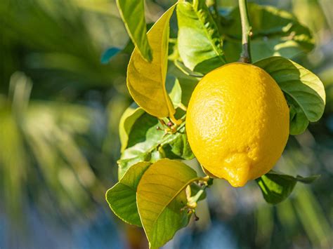 17 How To Grow Lemons 