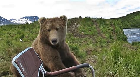Wild Bear Sits Next To A Guy Like Its His Old Best Friend
