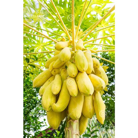 Us 072 Bellfarm 6 Yellow Papaya Tree Female Seeds Professional