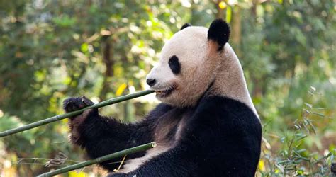 Rzss Giant Panda Conservation Rzss Conservation