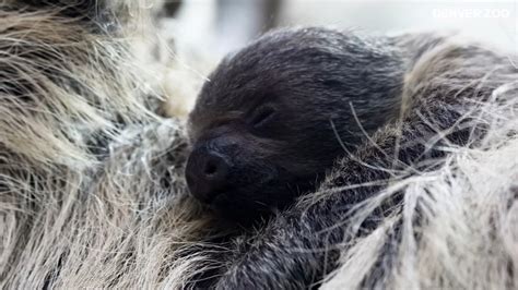 Denver Zoo Welcomes Baby Linnes Two Toed Sloth