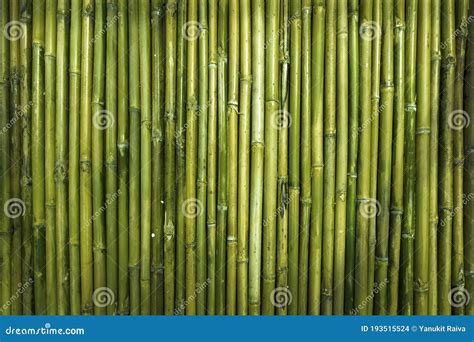 Texture En Bois De Bambou Verte Pour Le Mur Du Jardin De La Défense