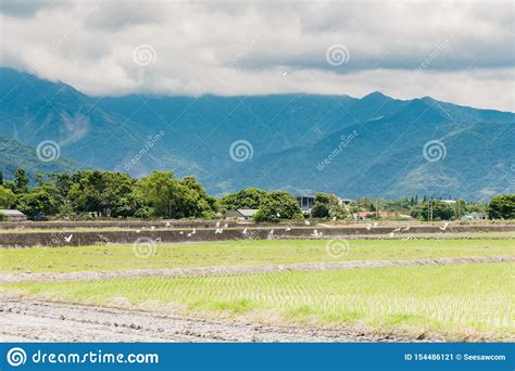 Beautiful Natural Scenery Of Green Rice Fields In Rural Chishang