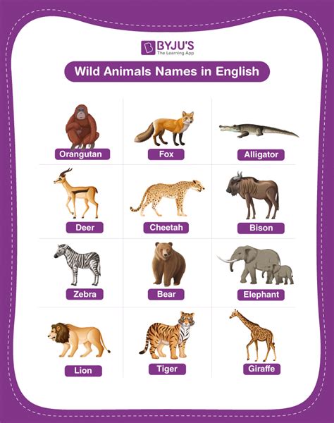 Wild Animals Pictures With Names In English Englishan