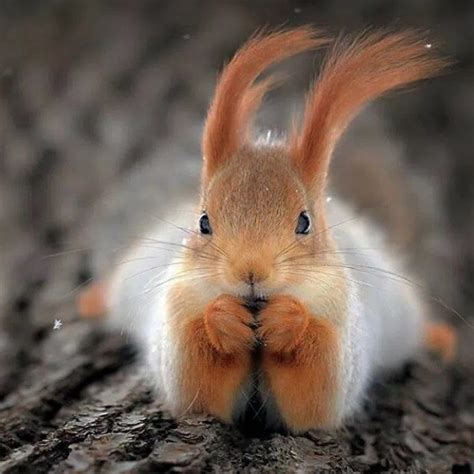 Norwegian Squirrel Beautiful With Long Tufted Ears Animals Beautiful
