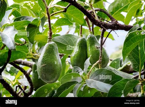 Avocados Growing On Tree Hawaii Stock Photo Alamy