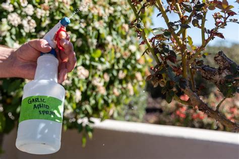 How To Make Homemade Sprays For Fighting Aphids