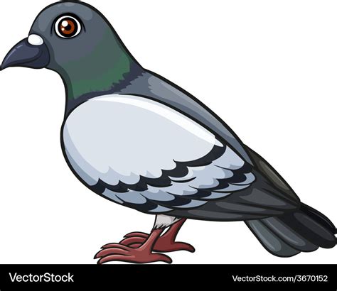 A Pigeon Royalty Free Vector Image Vectorstock