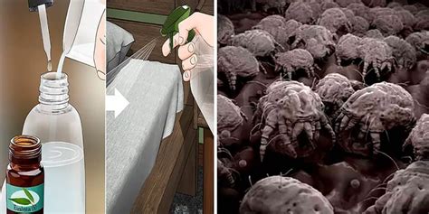 Dust Mite Infestations Are Found In 4 Out Of 5 Homes Kill Them With