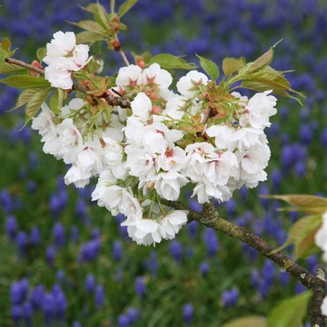 Buy Japanese Flowering Cherry Prunus Shirotae £4999 Delivery By Crocus