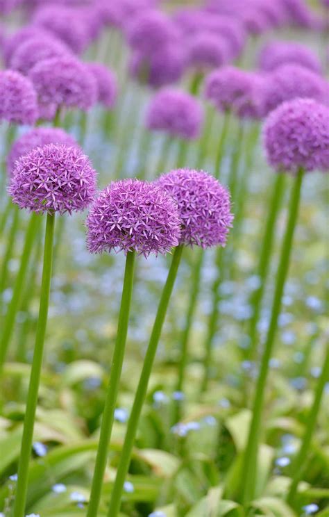 Giant Allium Beauty Uncover The Secrets To Growing These Stunning