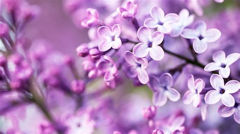 This way i can actually reply to asks privately and follow back. Purple Flower Tumblr wallpaper | 1920x1080 | #23471