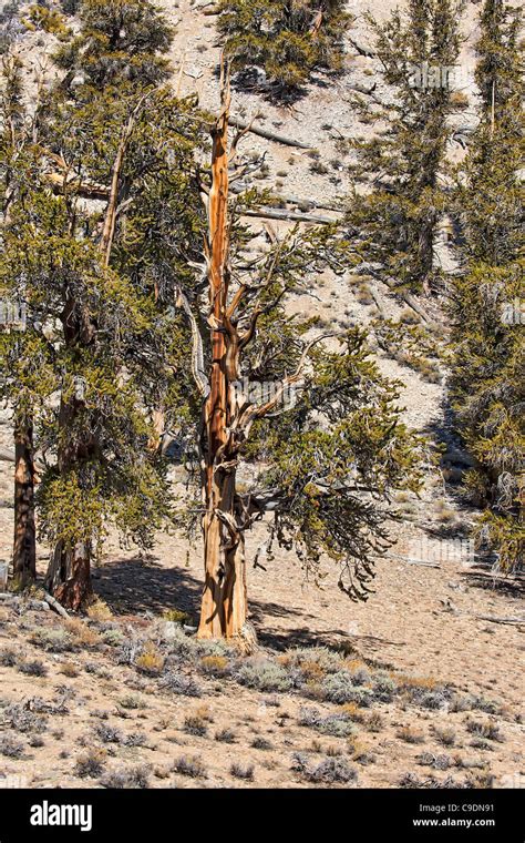 Bristlecone Pine Tree Stock Photo Alamy