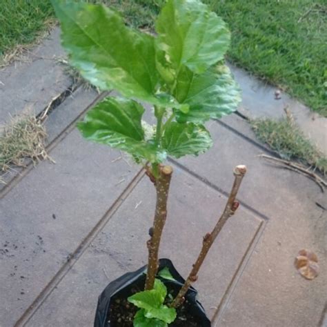 Masuk kebun sawit, tengok hanya ada pokok sahaja. Anak pokok mulberry dah berbuah | Shopee Malaysia