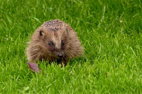 Free Images Grass Lawn Prairie Animal Wildlife Mammal Garden