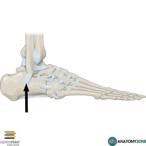 Calcaneofibular Ligament Anatomyzone