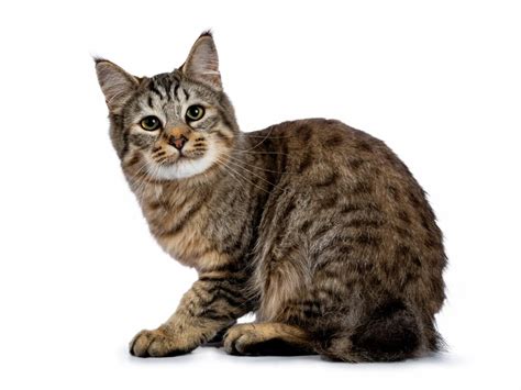 Feline 411 All About The Pixie Bob Cat Breed