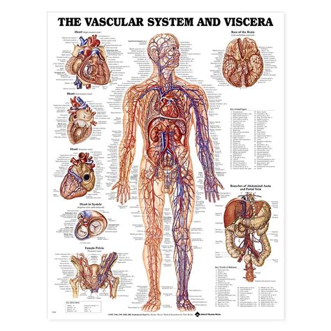 Anatomy Charts Posters Vascular System And Viscera Anatomical Chart The Best Porn Website