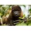 Woolly Monkey Facts  CRITTERFACTS