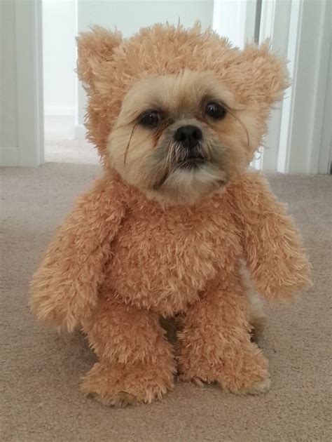 A Shih Tzu Dog Wearing A Walking Teddy Bear Costume That