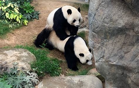 Dos Pandas En Cautividad Aprovechan El Confinamiento Para Aparearse Por