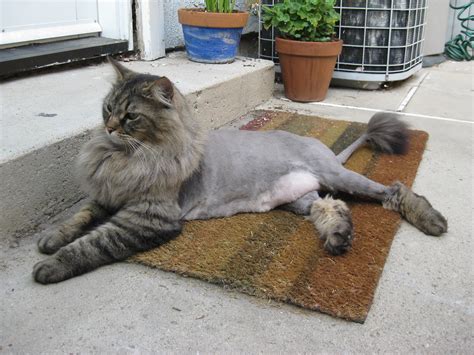 There is a whole plethora of services cat groomers offer to help keep your feline not only. Craig's Lion Cut | Brenna | Flickr