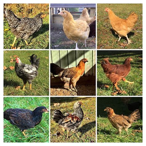 Types Of Chickens