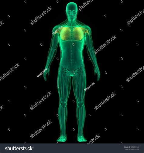 Muscles Part Human Body Muscular System Stock Illustration 1809028126