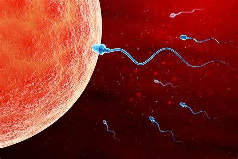 Iui Intrauterine Insemination Explained Fertility Center Of Dallas