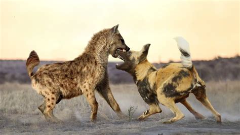 Hyenas Vs Wild Dogs Tagatila