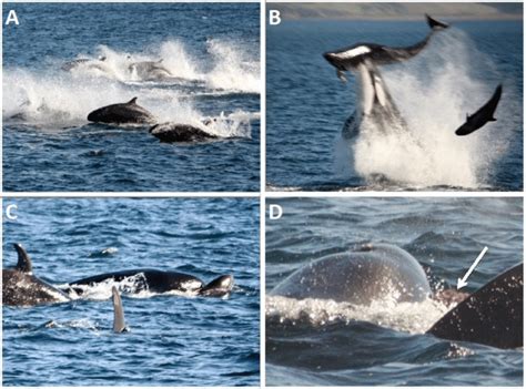 13 Sequence Illustrating Killer Whale Predation On False Killer Whales