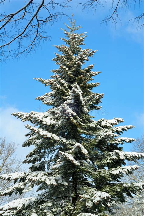 Snow Covered Tall Fir Tree And Blue Sky Stock Photography