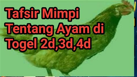 ayam togel 4d