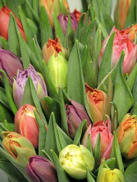 50 Tulpen Exklusiv Überraschungsmix Bestellen Blumigo