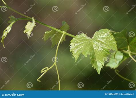 Grapes Leaf Close Up With Sunshine Stock Image Image Of Agriculture