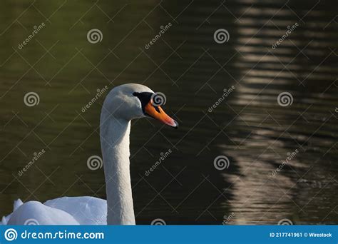 Lonely White Swan Floating On The River Stock Image Image Of Floating