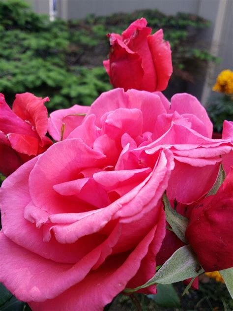 The leaves of this plants also have length between 5 to 8 inches. Gardening: Growing Fragrant Roses in New England - INDIA ...