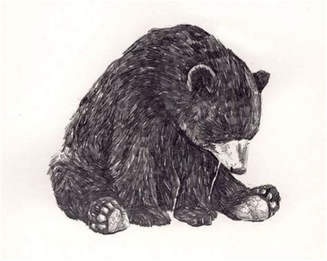 Cali Bear Animal Drawings Art Drawings Pencil Drawings Bear Tattoos