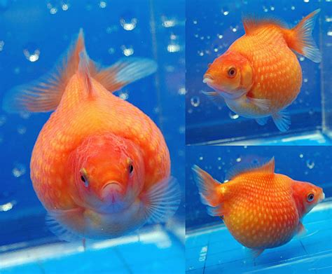 Pearlscale Goldfish Aquarium Fish Paradise Adelaide Sa