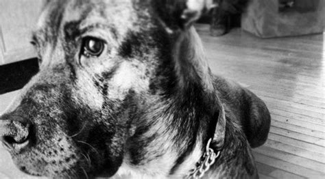 Strombo Get Out The Tissues For The Story Of Bo A Stray Dog Rescued