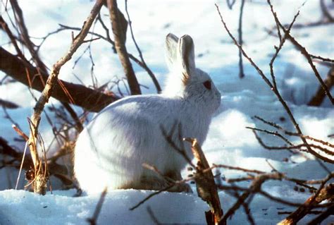 Top 10 Animals Found In Arctic Region The Mysterious World