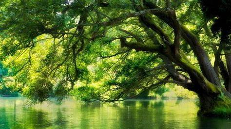 Landscape Nature River Macedonia Forest Green Water Trees