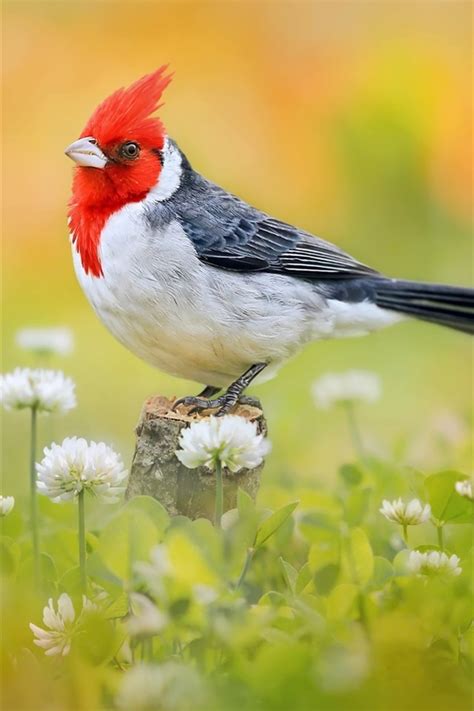Wallpaper Bird Close Up Red Head Feather Flowers 1920x1200 Hd Picture
